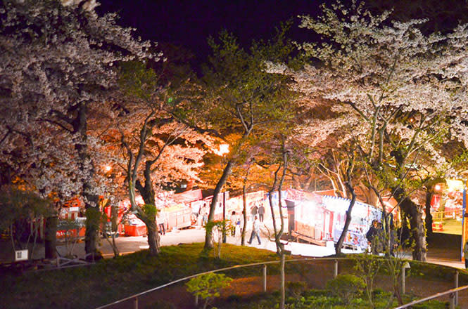 夜晚的函館公園櫻花依舊美麗。（圖片取自good-hokkaido.info）