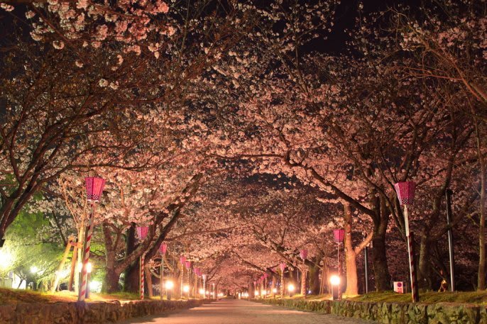 九州櫻花景點：大村公園 來源：https://www.nagasaki-tabinet.com/