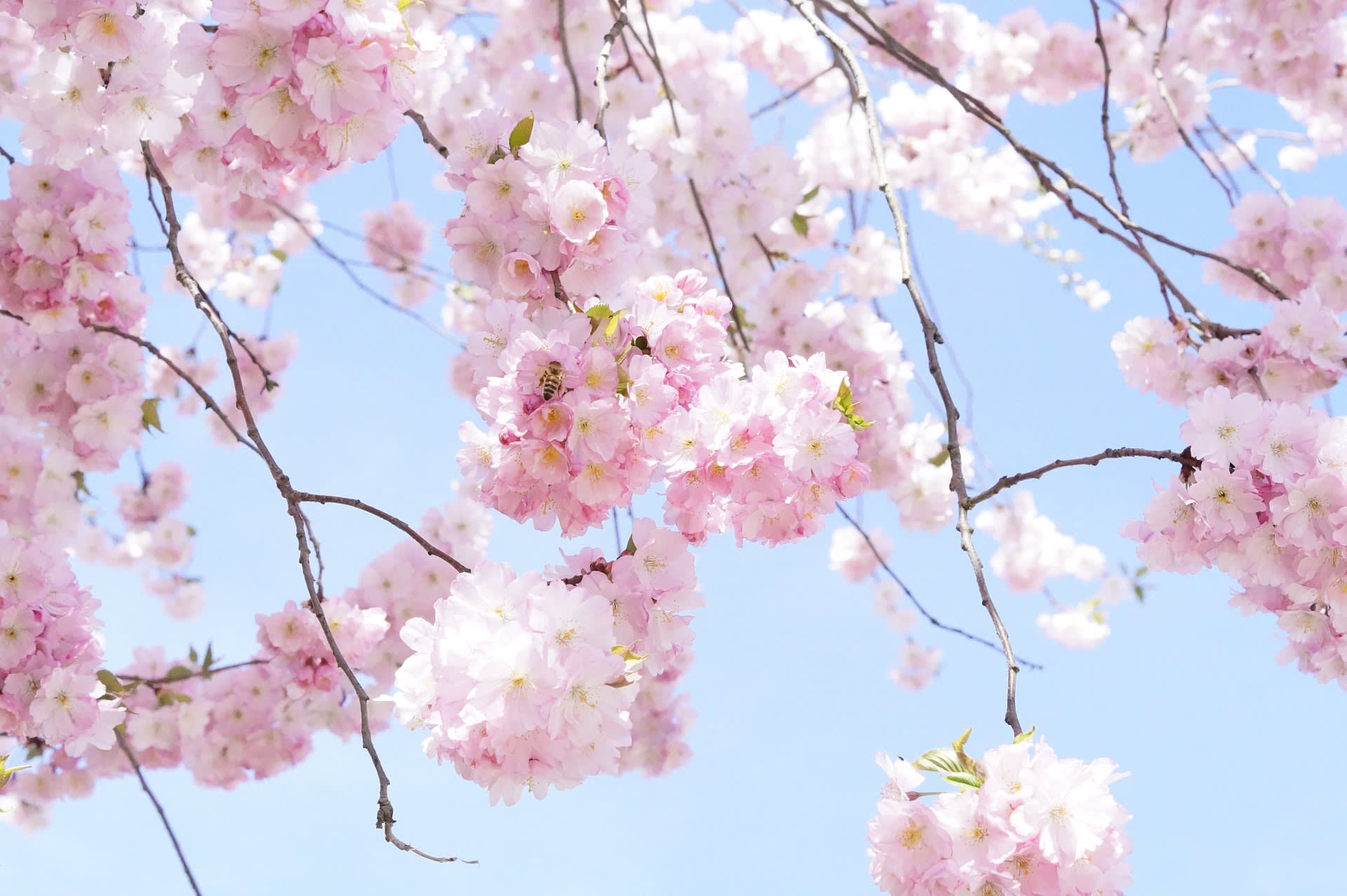 2019 櫻花情報,2019櫻花季,2019櫻花季優惠。 2019 櫻花情報,2019櫻花季,2019櫻花季優惠。