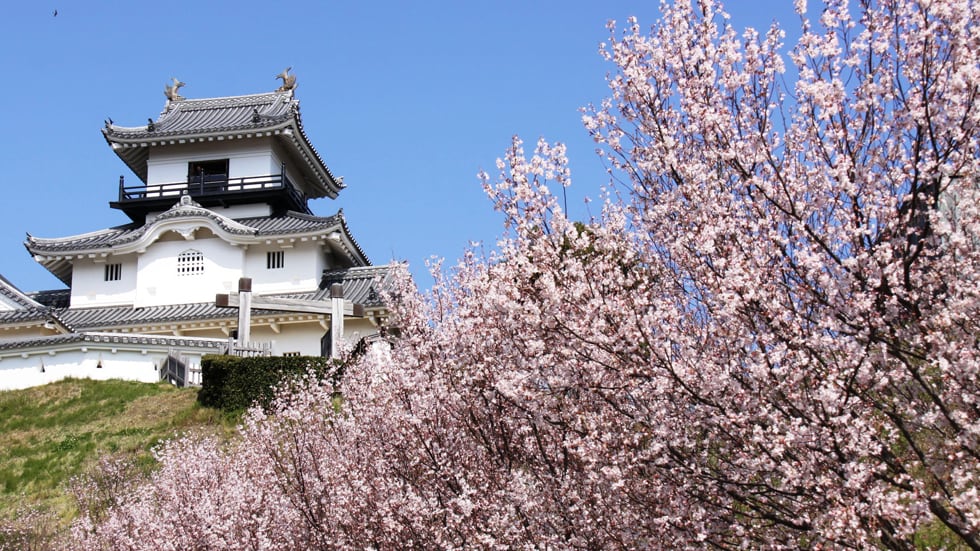 天守閣與櫻花交織出的美景。（圖片取自japan-highlightstravel.com）