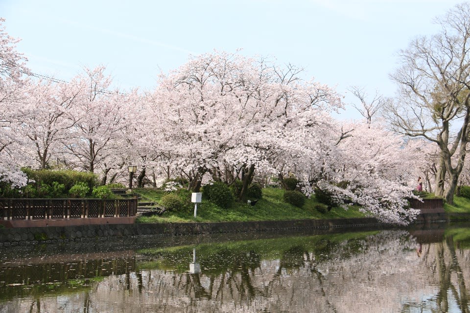 九州櫻花景點：小城公園 來源：http://www.city.ogi.lg.jp/