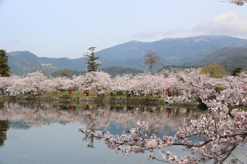 九州櫻花景點：小城公園 來源：http://www.city.ogi.lg.jp/