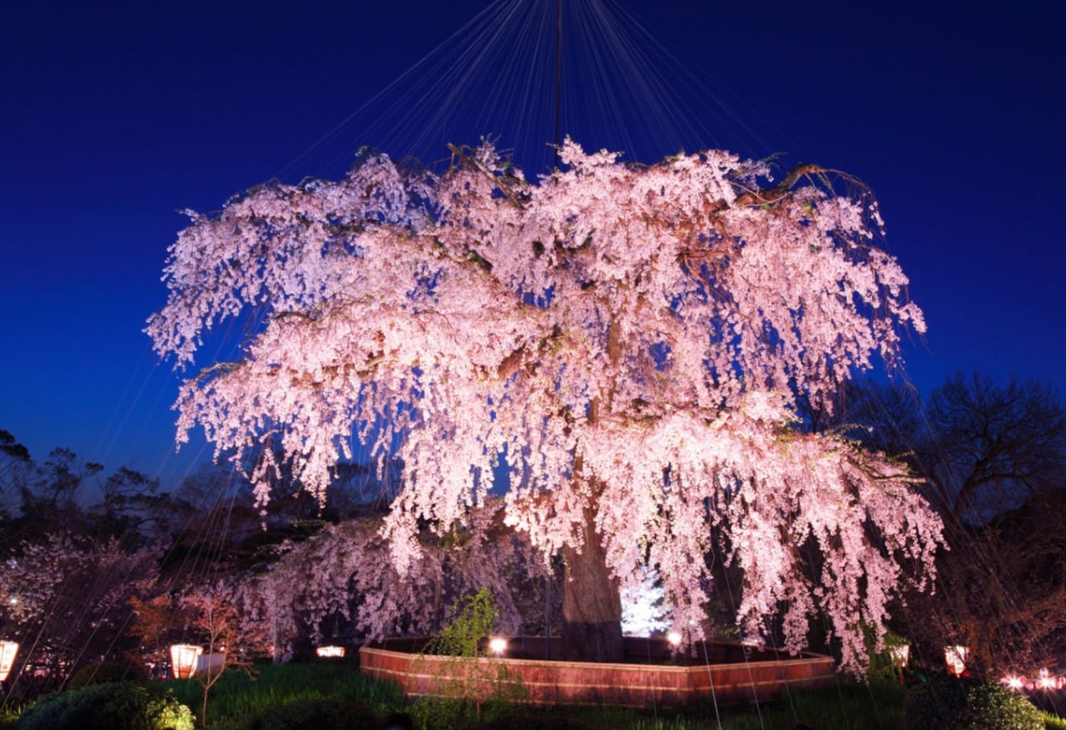 與另一半賞夜櫻感覺格外有情調。（圖片取自zh-tw.zekkeijapan.com）