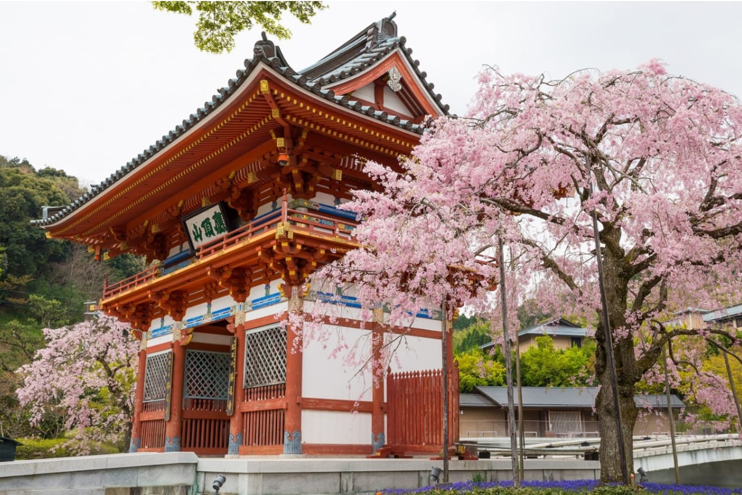 清幽的寺中賞櫻,別有一番韻味。(圖片取自handler.travel) 清幽的寺中賞櫻,別有一番韻味。(圖片取自handler.travel)
