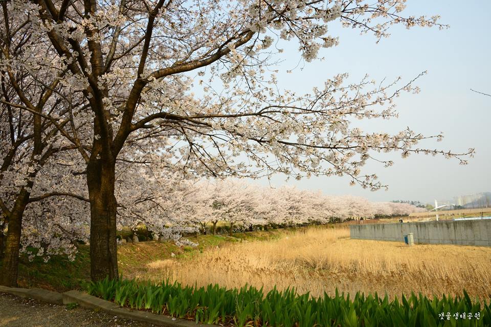 始興河溝生態公園 來源:fb@Let's go 多彩京畿道 始興河溝生態公園 來源:fb@Let's go 多彩京畿道