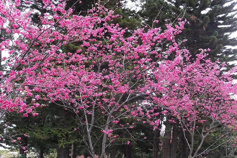 山櫻花(照片來源:山櫻花 Taiwan Cherry - panoramio@Wikimedia Commons)https://bit.ly/2S6fG8d 山櫻花(照片來源:山櫻花 Taiwan Cherry - panoramio@Wikimedia Commons)https://bit.ly/2S6fG8d