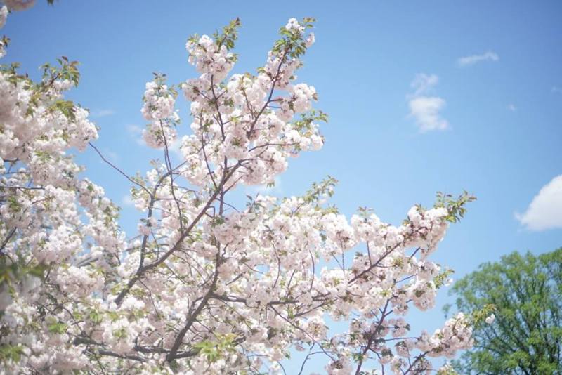 新宿御苑,Photo by Artshen 新宿御苑,Photo by Artshen