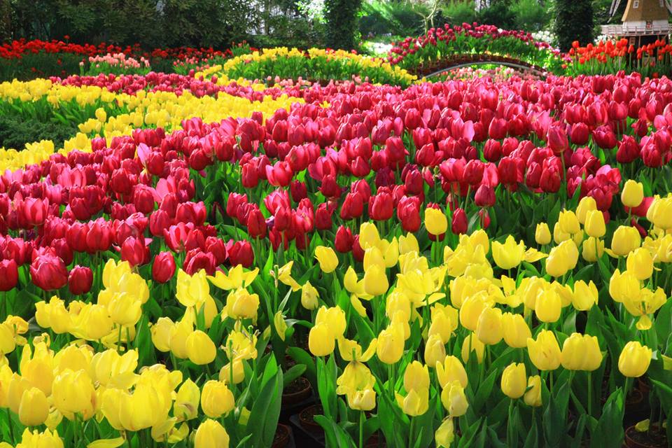 杉林溪森林生態渡假園區 鬱金香花海 來源:fb @goto307 杉林溪森林生態渡假園區 鬱金香花海 來源:fb @goto307