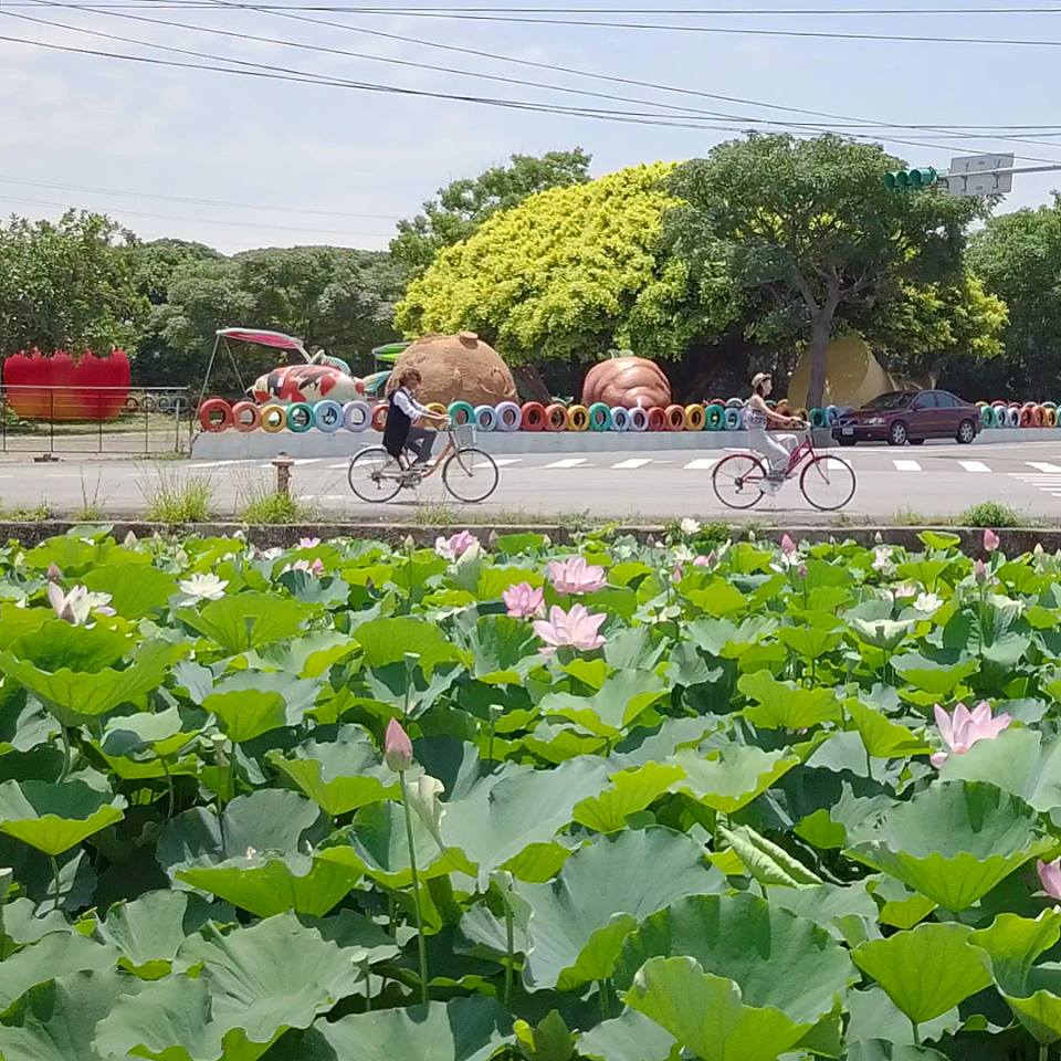 桃園觀音蓮花季 來源:fb @lotus.guanyin 桃園觀音蓮花季 來源:fb @lotus.guanyin