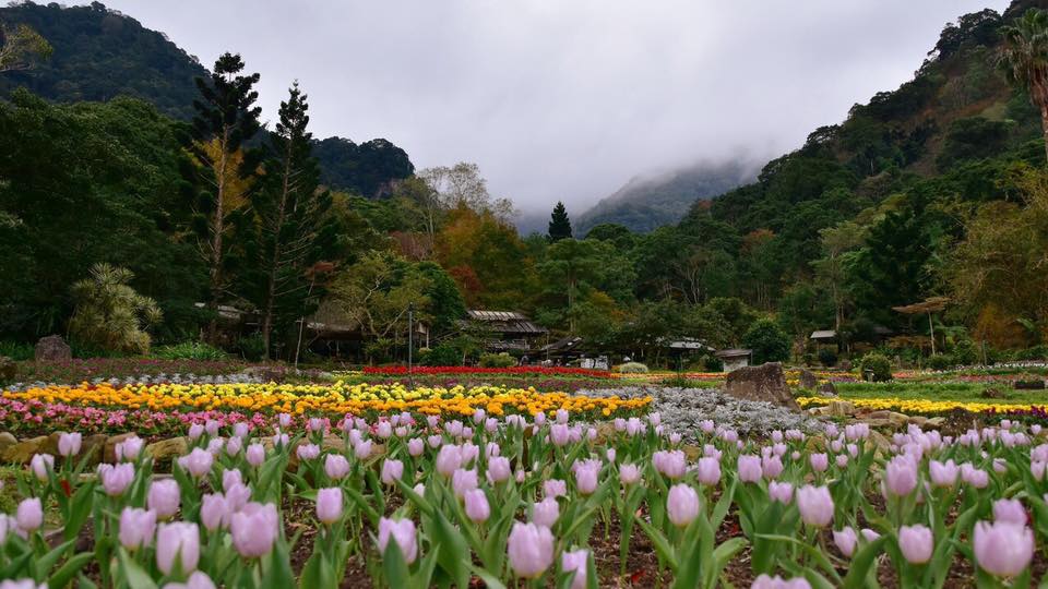 桃源仙谷鬱金香花海 來源:fb @valleygardenfans 桃源仙谷鬱金香花海 來源:fb @valleygardenfans