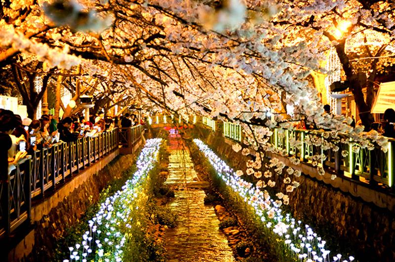 餘左川星光慶典(照片來源:KOREA TOURISM ORGANIZATION官網)https://bit.ly/2VGChXy 餘左川星光慶典(照片來源:KOREA TOURISM ORGANIZATION官網)https://bit.ly/2VGChXy