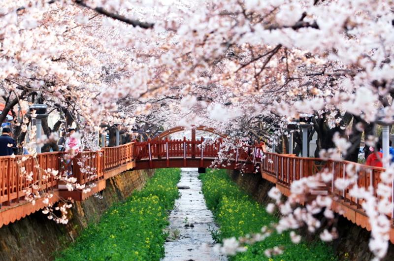余佐川櫻花道(照片來源:KOREA TOURISM ORGANIZATION官網)https://bit.ly/2VGChXy 余佐川櫻花道(照片來源:KOREA TOURISM ORGANIZATION官網)https://bit.ly/2VGChXy