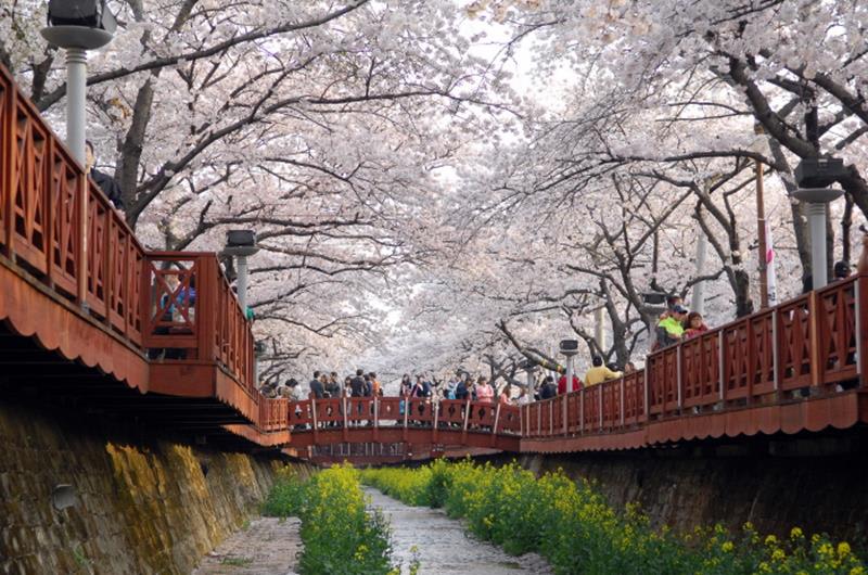 余佐川櫻花道(照片來源:KOREA TOURISM ORGANIZATION官網)https://bit.ly/2VGChXy 余佐川櫻花道(照片來源:KOREA TOURISM ORGANIZATION官網)https://bit.ly/2VGChXy