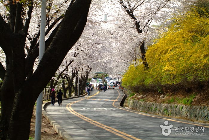 首爾南山公園 來源:韓國觀光公社 首爾南山公園 來源:韓國觀光公社
