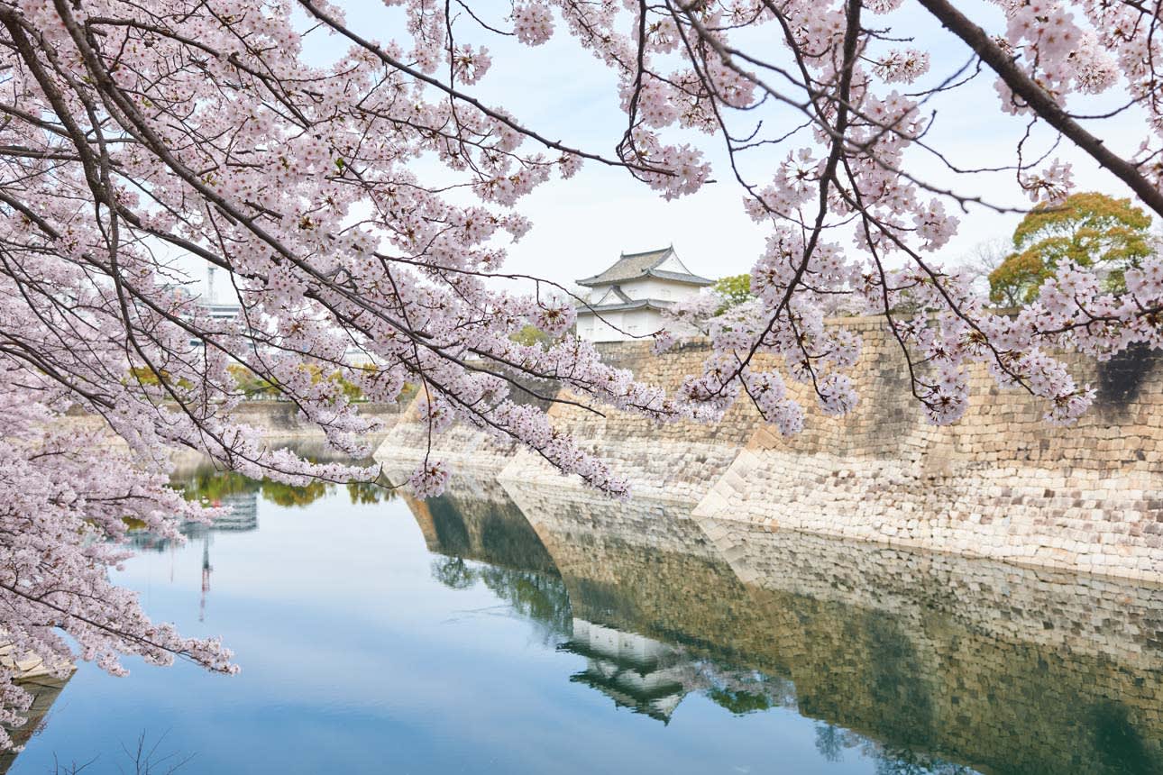 大阪城櫻花 來源：osakacastlepark.jp