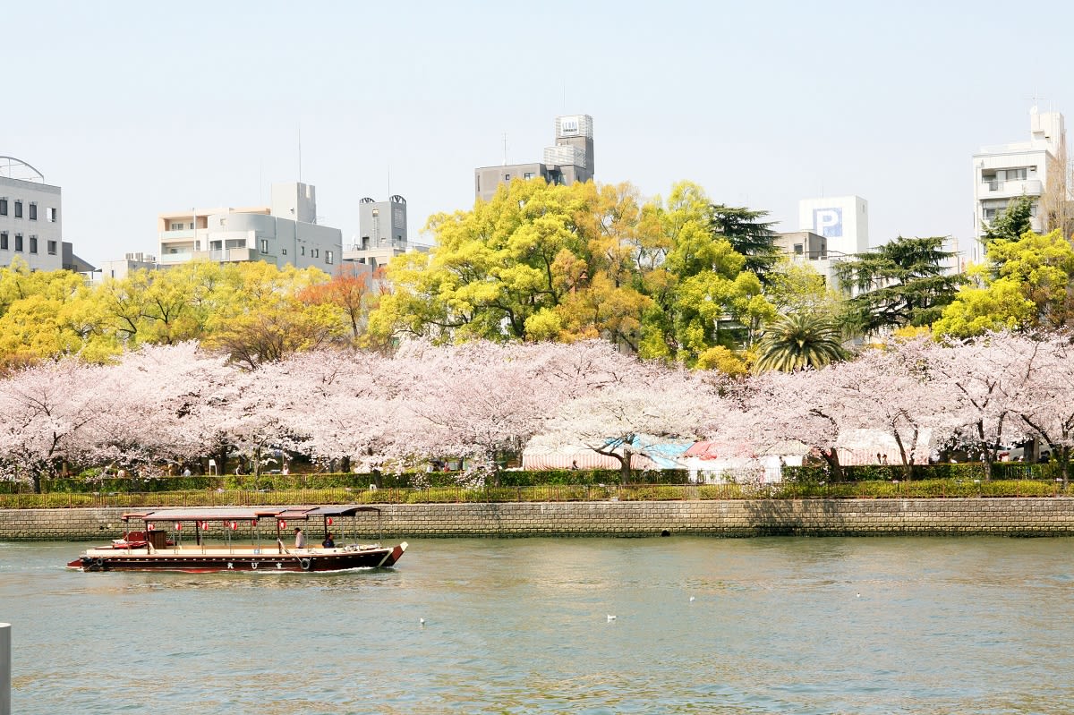 櫻花盛開的毛馬櫻之功公園 來源：osaka-info.jp