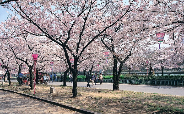 櫻花盛開的毛馬櫻之功公園 來源：osaka-info.jp