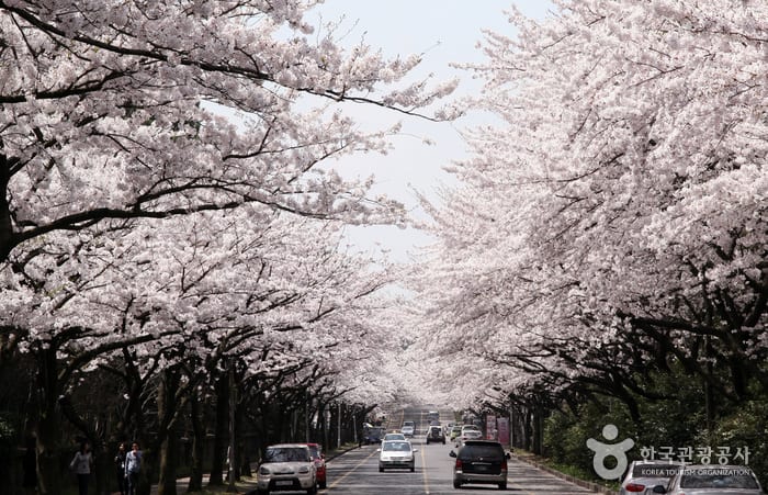 濟州大學前的櫻花公路 來源:korean.visitkorea.or.kr 濟州大學前的櫻花公路 來源:korean.visitkorea.or.kr