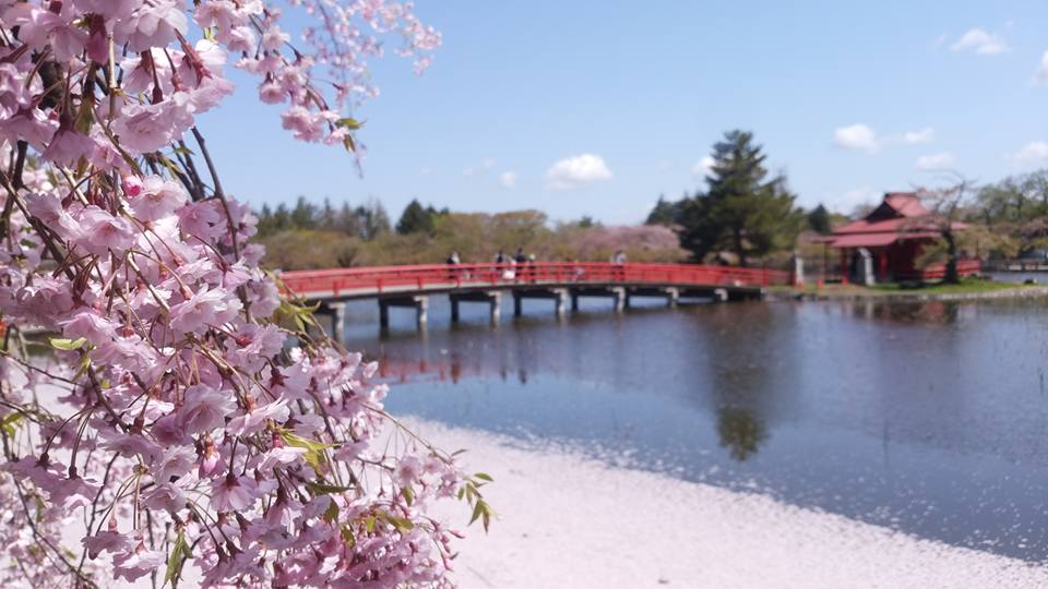 猿賀公園的櫻花、草木與水池形成的美麗景緻。（圖片取自www.sotoday.fun）