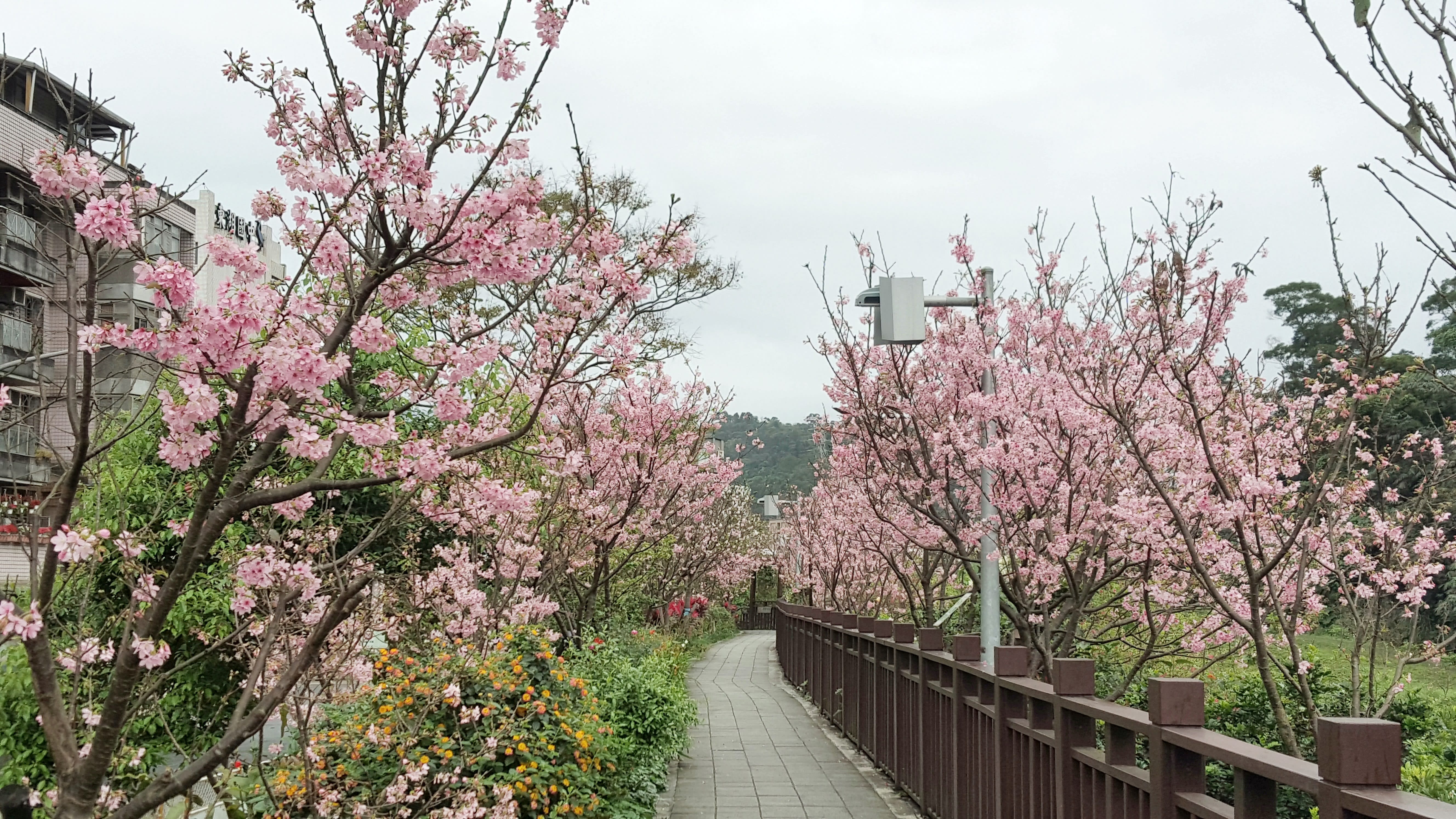 內溝溪櫻花