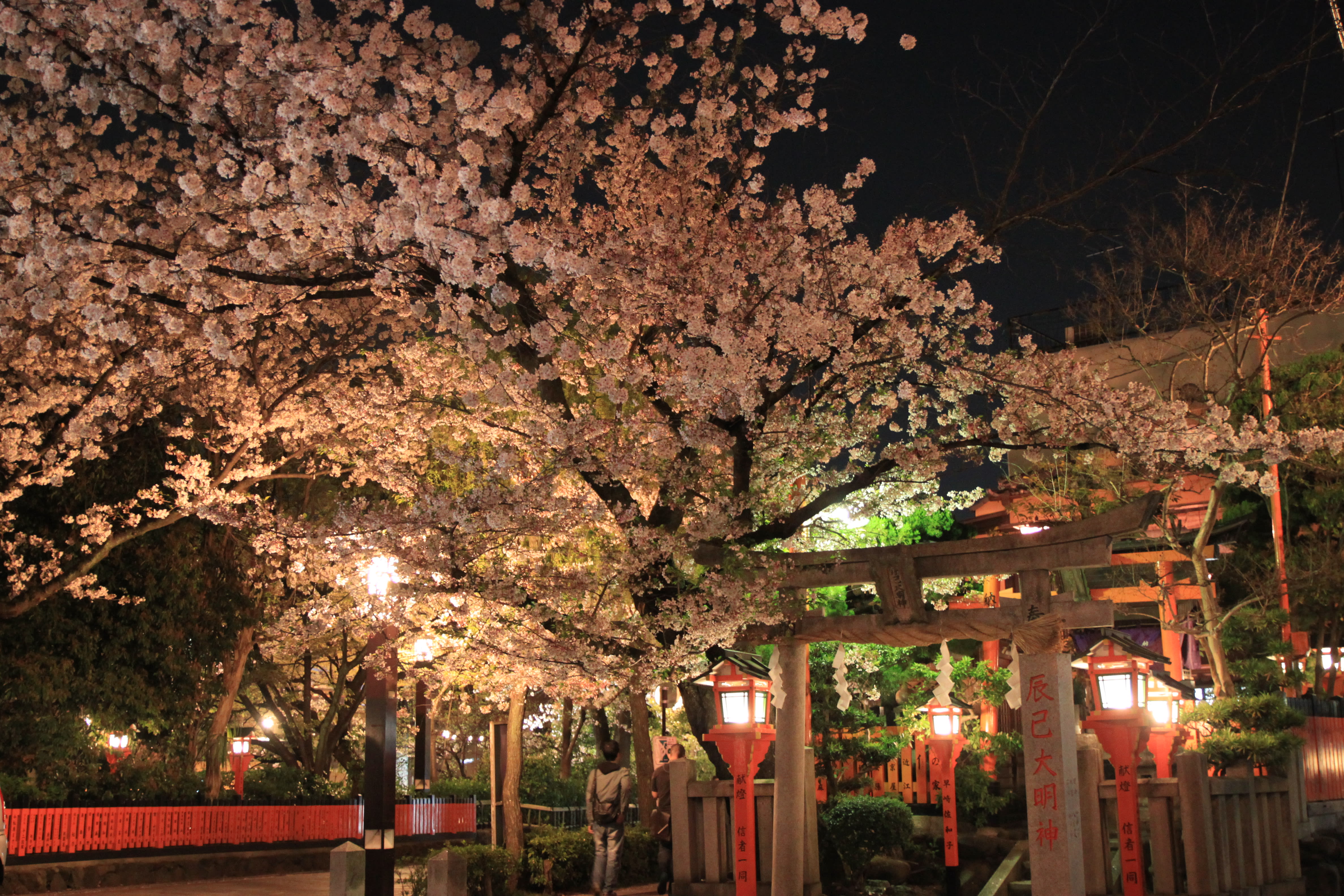 2019重新舉辦的「祇園白川櫻花祭夜間點燈」 來源:kyoto-design.jp 2019重新舉辦的「祇園白川櫻花祭夜間點燈」 來源:kyoto-design.jp
