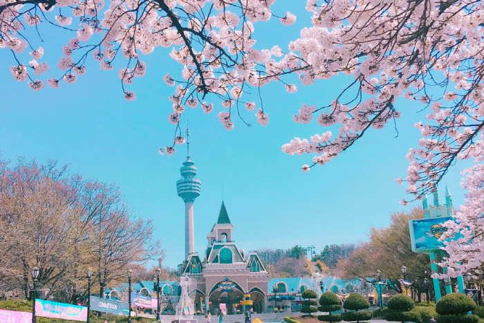 E-World樂園白天櫻花之景也粉嫩!(圖片取自big5chinese.visitkorea.or.kr) E-World樂園白天櫻花之景也粉嫩!(圖片取自big5chinese.visitkorea.or.kr)
