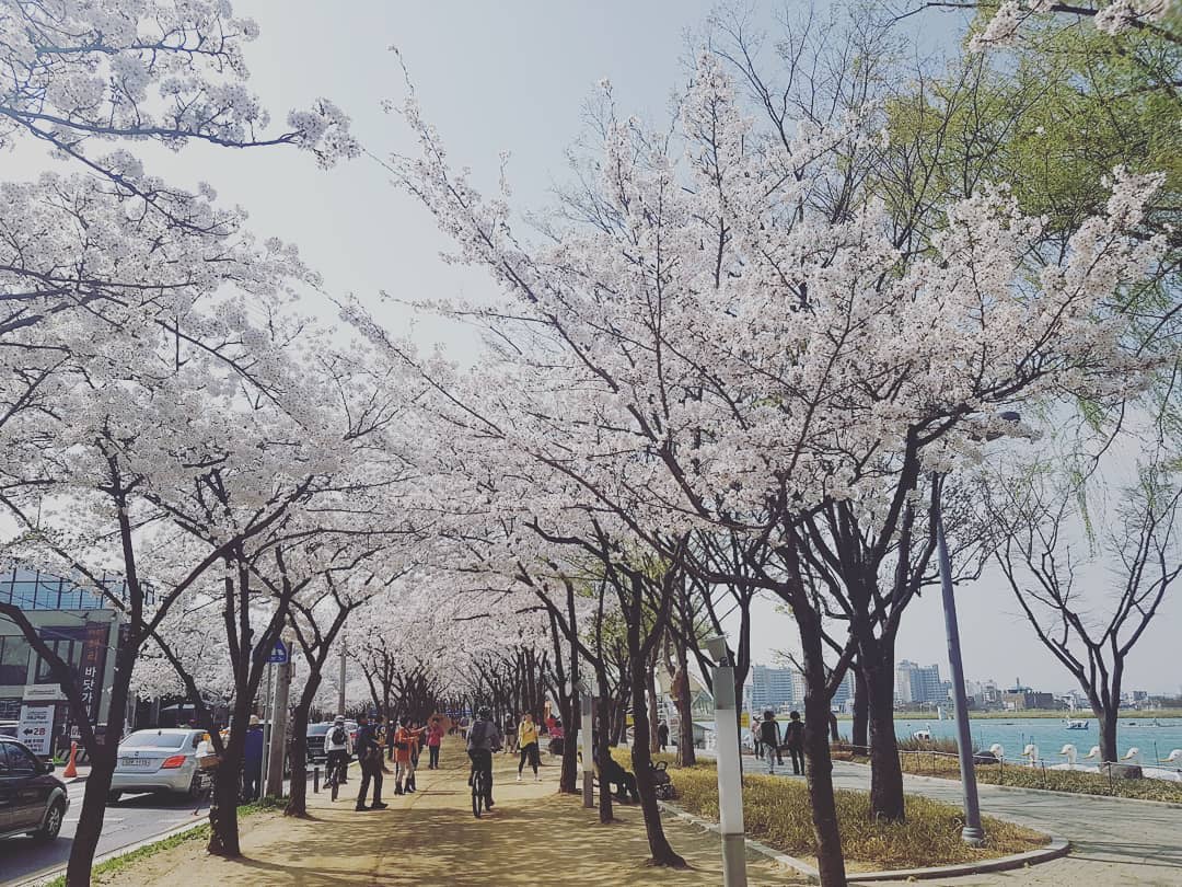 在壽城池可以乘坐天鵝船賞櫻。(圖片取自deskgram.net) 在壽城池可以乘坐天鵝船賞櫻。(圖片取自deskgram.net)