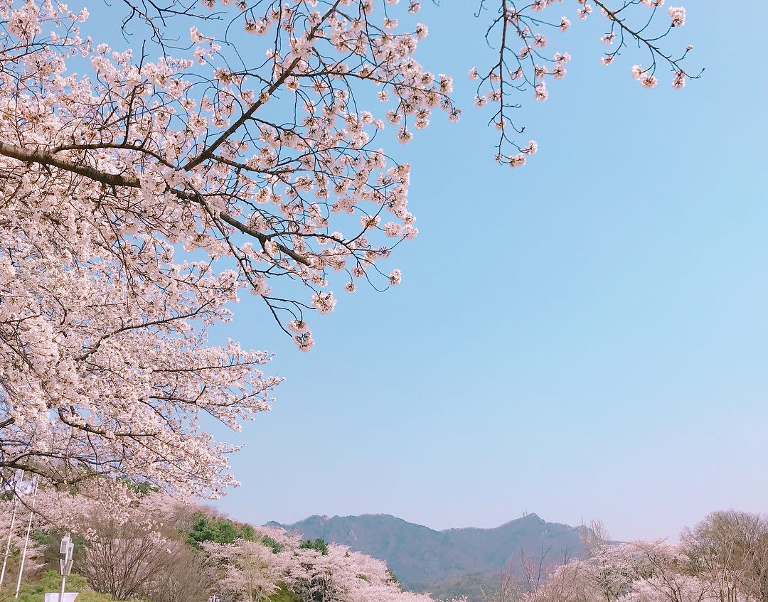 【2019韓國自由行】迎接粉色森林！5個必去韓國大邱櫻花季賞櫻景點圖片取自https://www.pictame.com/tag/%EA%B3%BC%EC%B2%9C%EB%B2%9A%EA%BD%83%EC%B6%95%EC%A0%9C