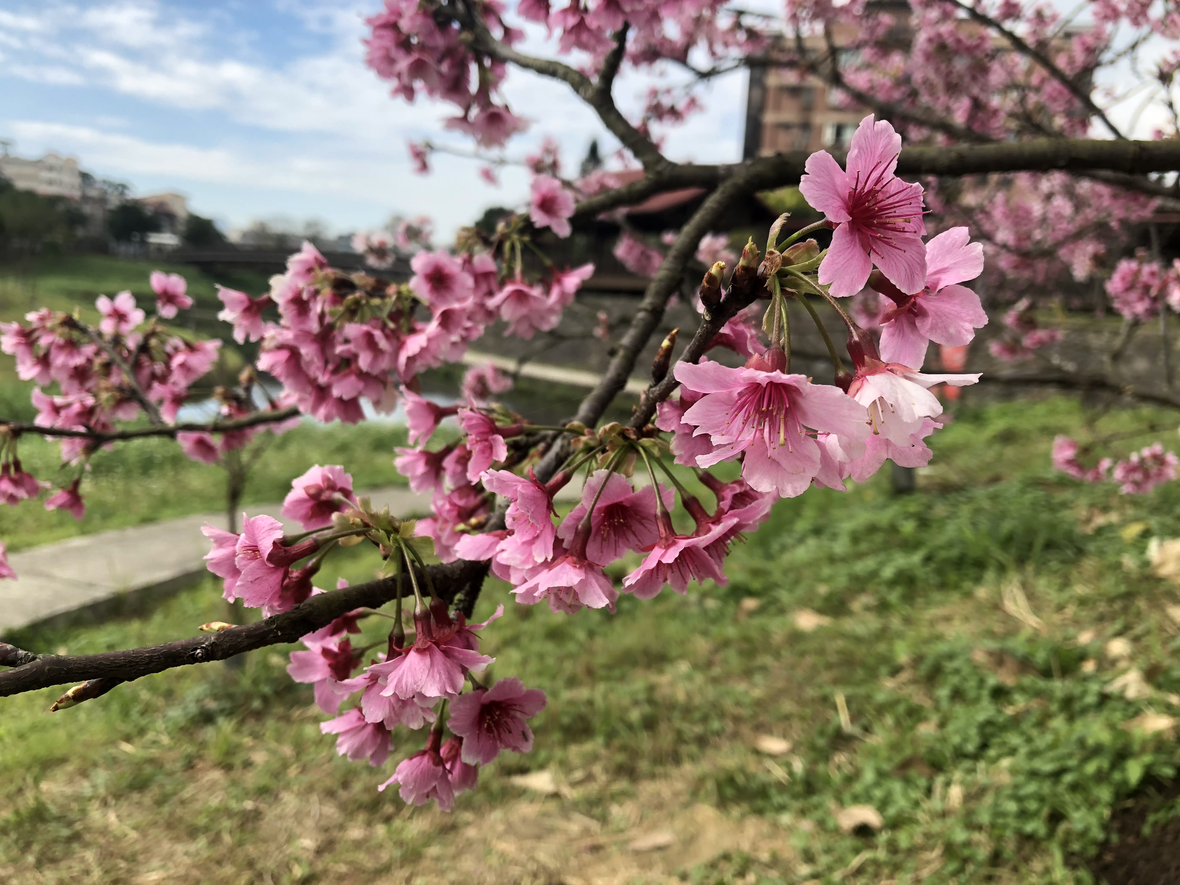 內溝溪櫻花