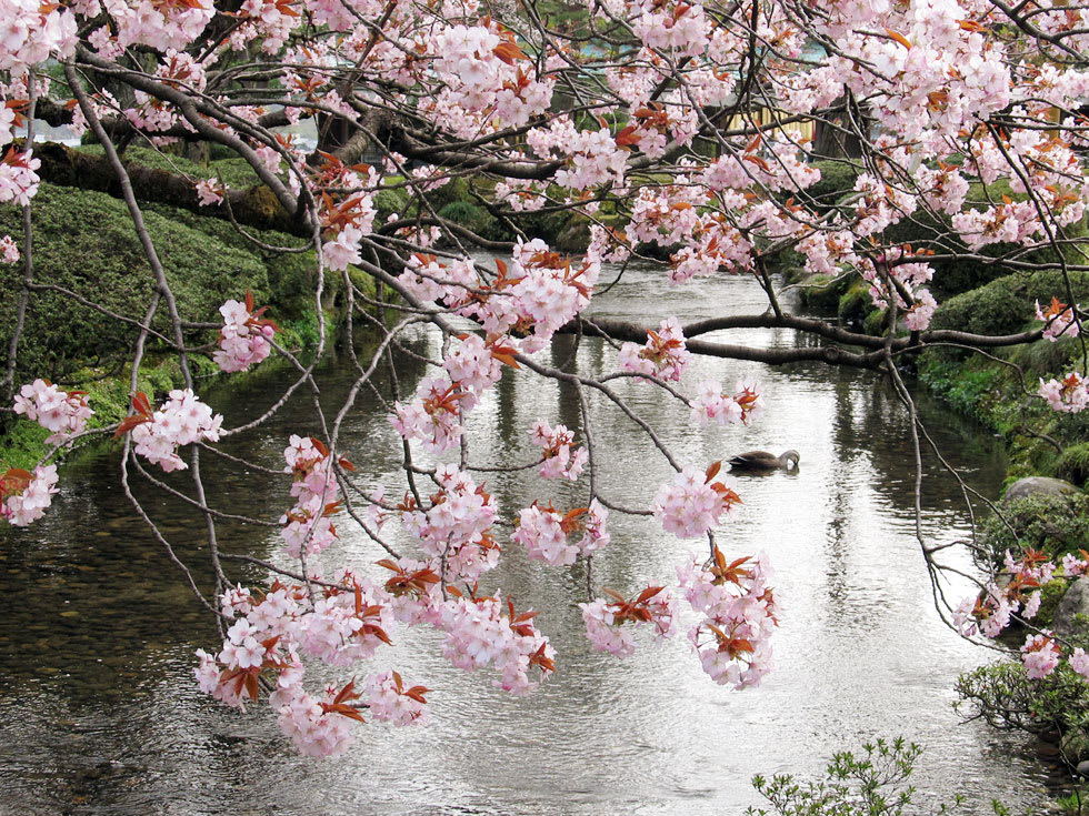 兼六園。（圖片取自kenrokuen.or.jp）