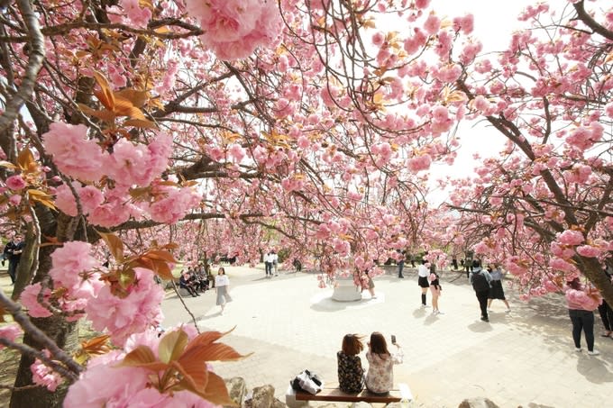 佛國寺,圖片取自www.newsgb.co.kr。 佛國寺,圖片取自www.newsgb.co.kr。