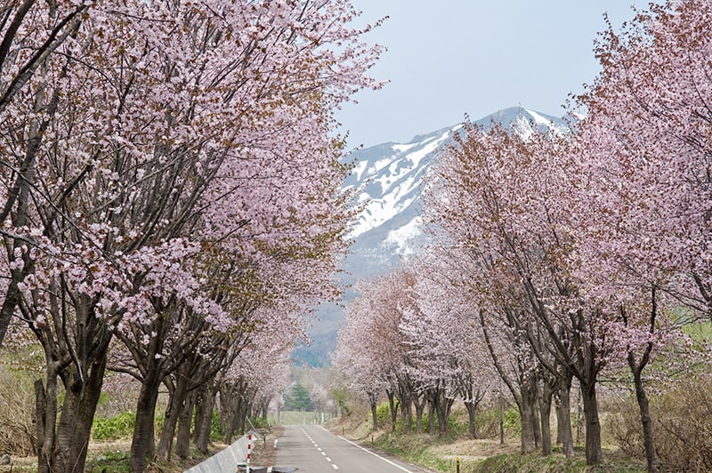 世界第一櫻花大道。（圖片取自www.hirosakipark.jp）