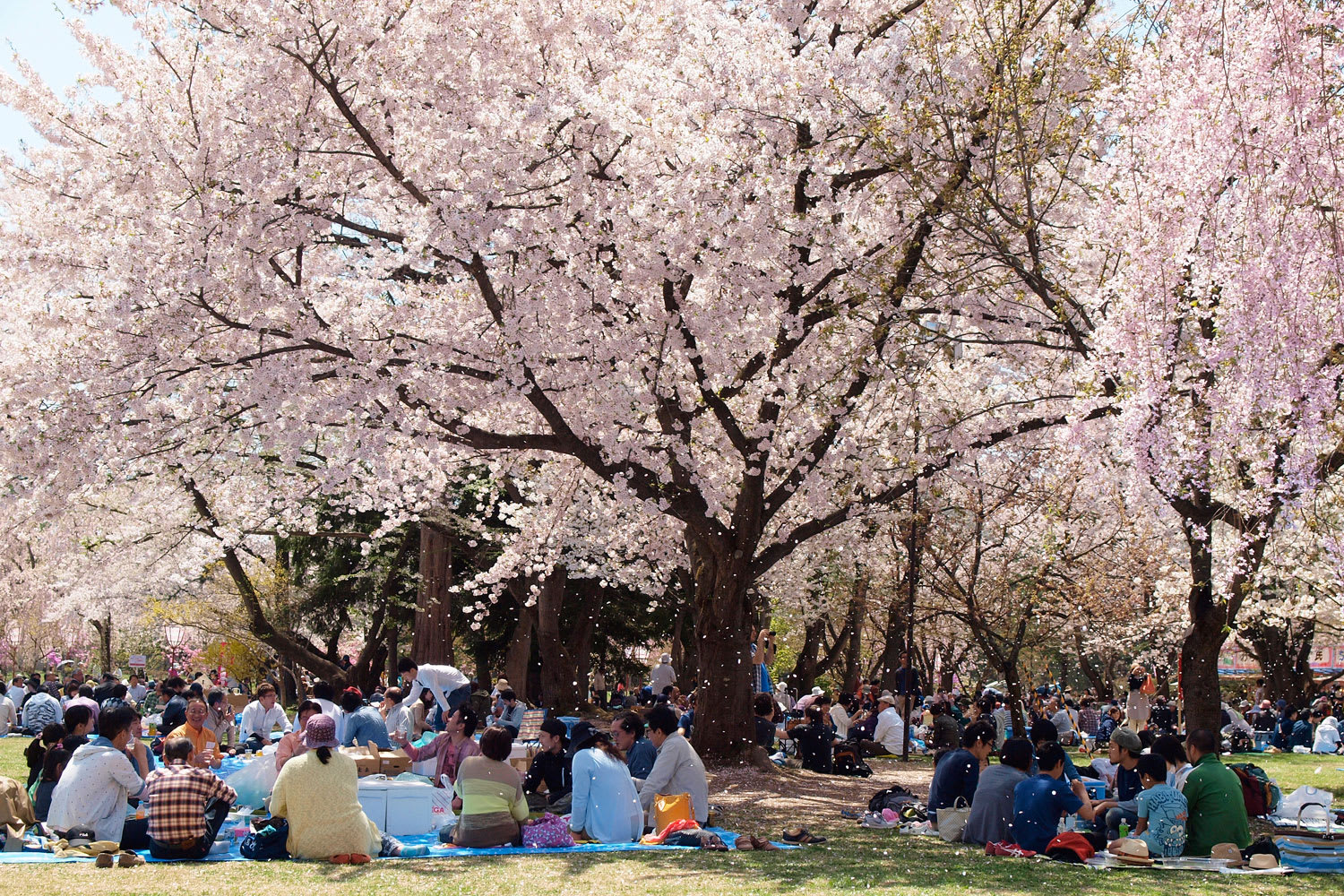 櫻花樹下的幸福時光。（圖片取自sakura.hirosakipark.jp）