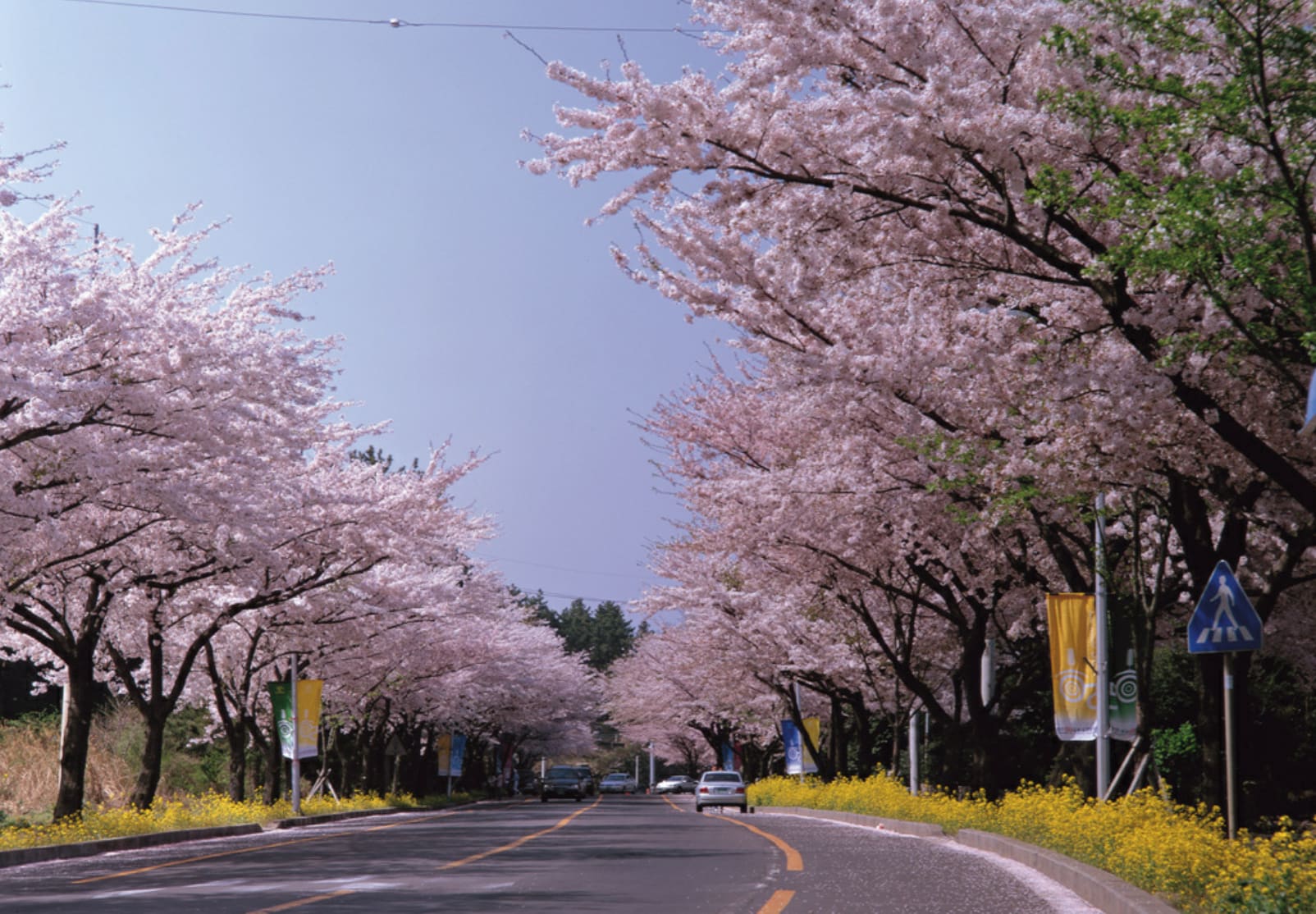 慶州櫻花樹海道路,圖片取自beach802.tistory.com。 慶州櫻花樹海道路,圖片取自beach802.tistory.com。
