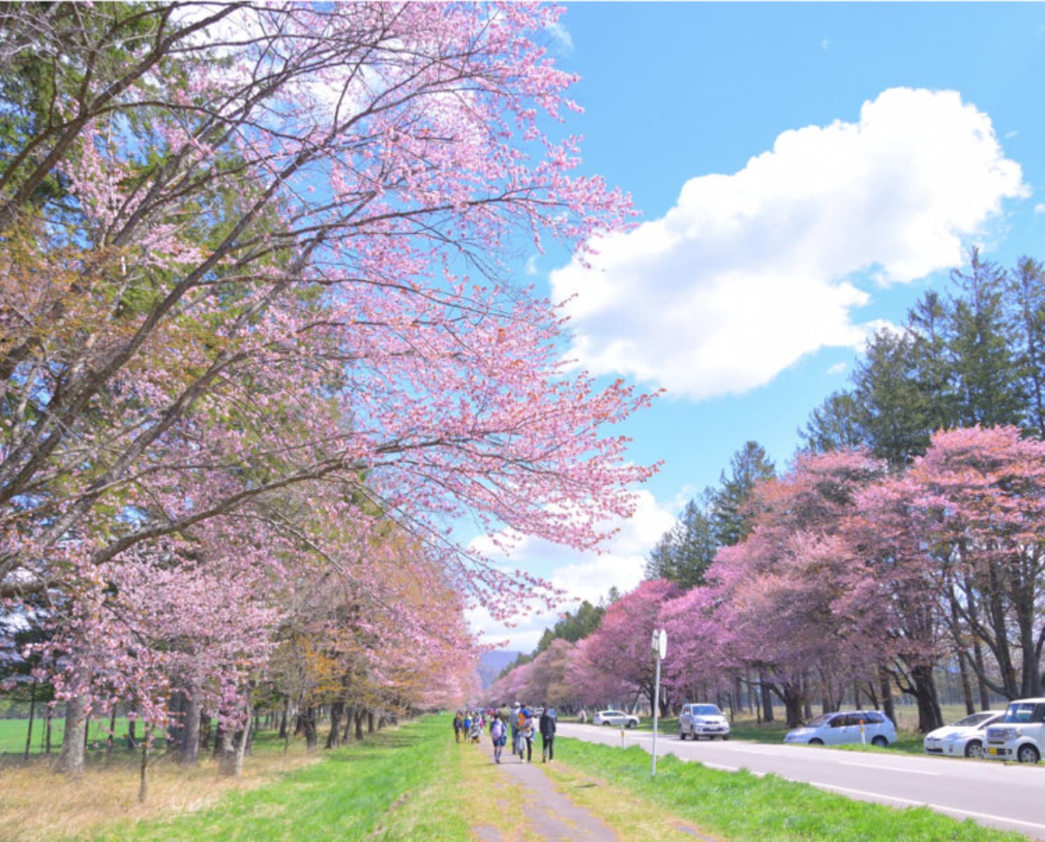 静内二十間道路。（圖片取自img.co-trip.jp）