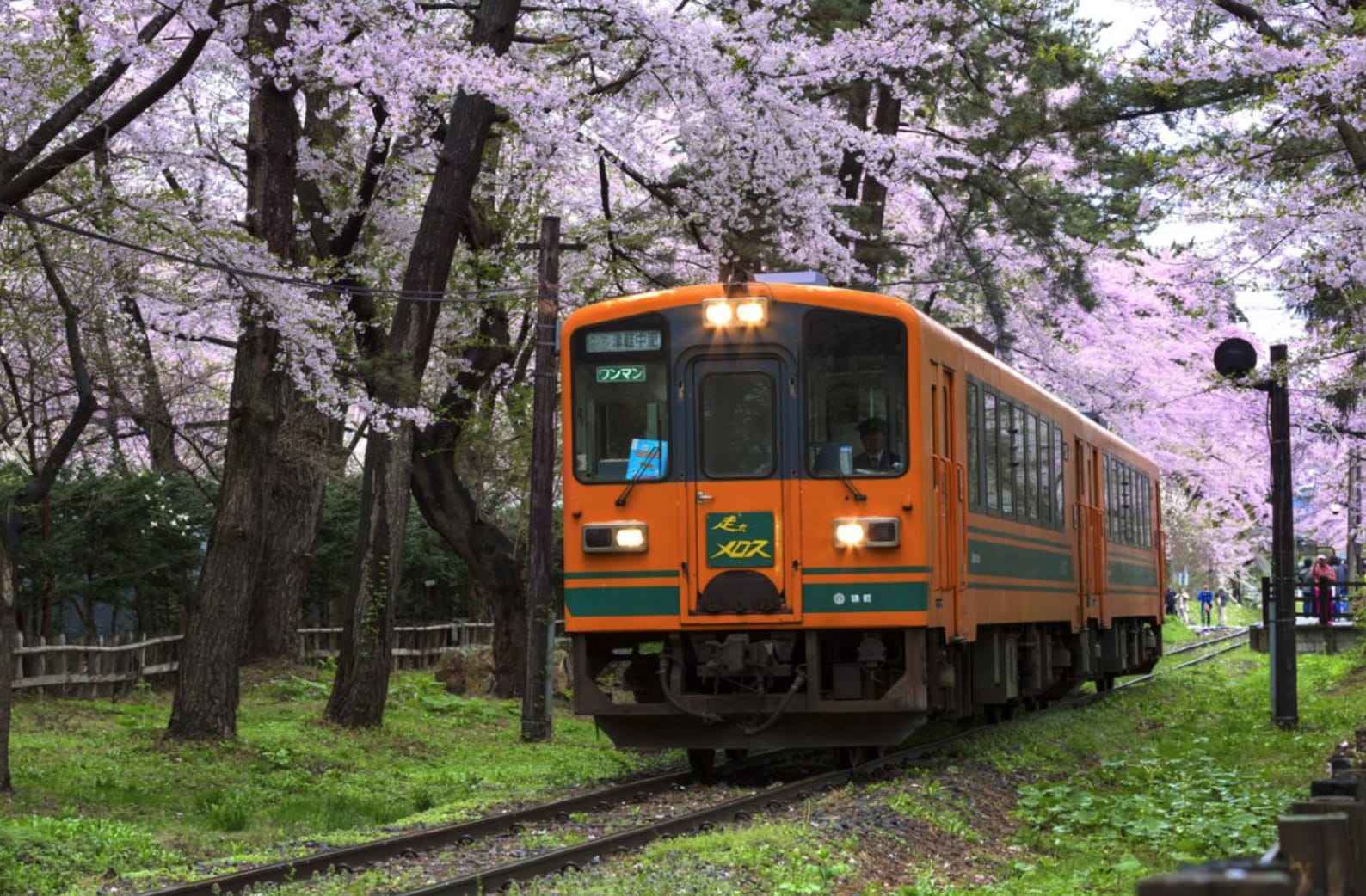 設在公園中的無人車站，被美麗的櫻花包圍。（圖片取自zh-tw.zekkeijapan.com）