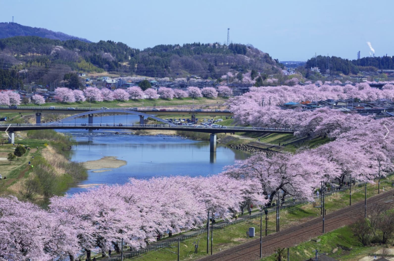 白石川河堤。（圖片取自zh-tw.zekkeijapan.com）