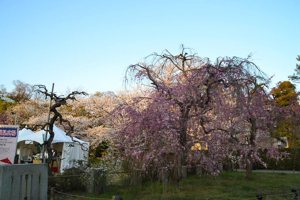 京都二条城 來源:fb@世界遺産・二条城 World Heritage Site Nijo-jo castle 京都二条城 來源:fb@世界遺産・二条城 World Heritage Site Nijo-jo castle