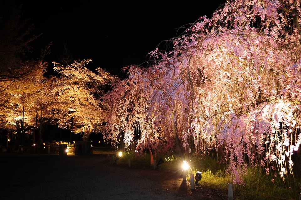 京都二条城賞夜櫻 來源:fb@世界遺産・二条城 World Heritage Site Nijo-jo castle 京都二条城賞夜櫻 來源:fb@世界遺産・二条城 World Heritage Site Nijo-jo castle