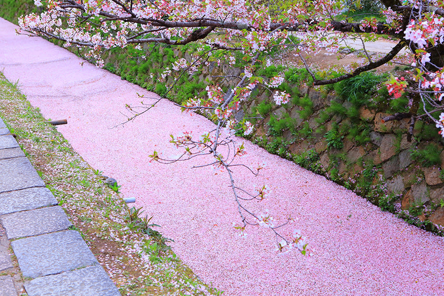 京都的哲學之道 來源:www.imamiya.jp 京都的哲學之道 來源:www.imamiya.jp