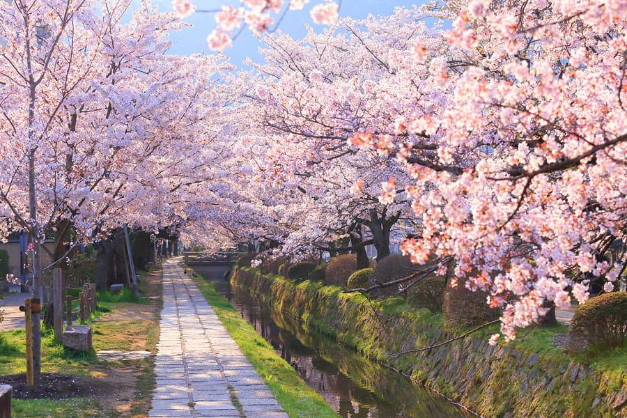 【2019櫻花季】4天3夜日本京都賞櫻行程!景點、交通、行程...一次搞定!