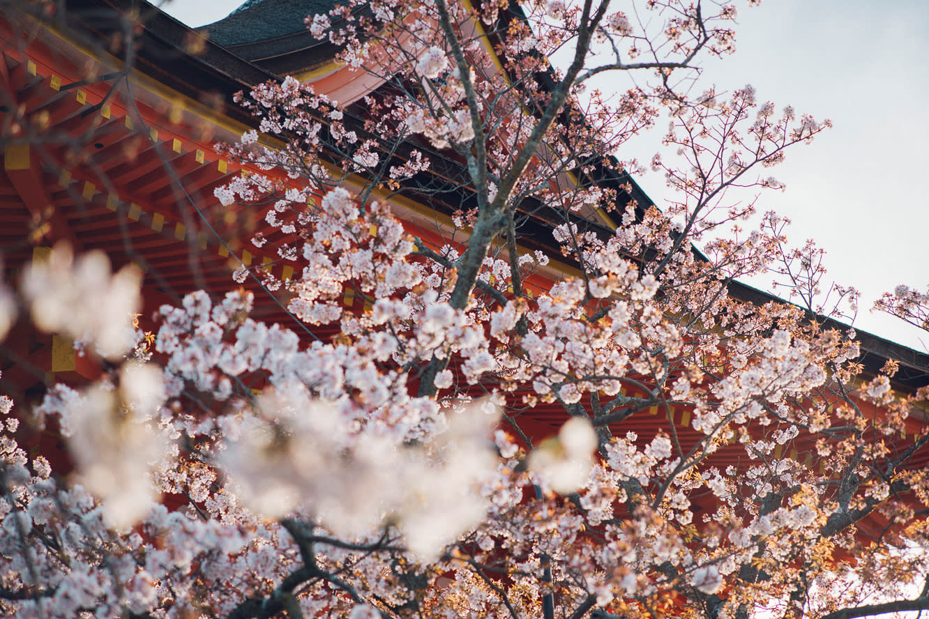 京都賞櫻名所清水寺 來源:www.kiyomizudera.or.jp 京都賞櫻名所清水寺 來源:www.kiyomizudera.or.jp