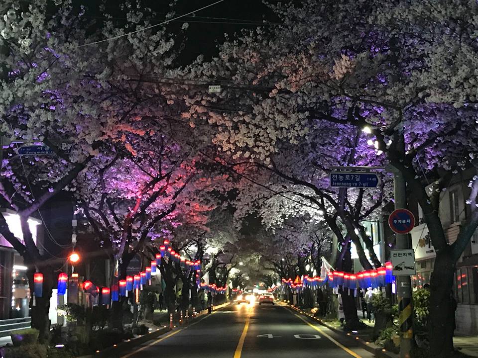 典農路賞夜櫻 來源:fb @visitjeju.ch 典農路賞夜櫻 來源:fb @visitjeju.ch