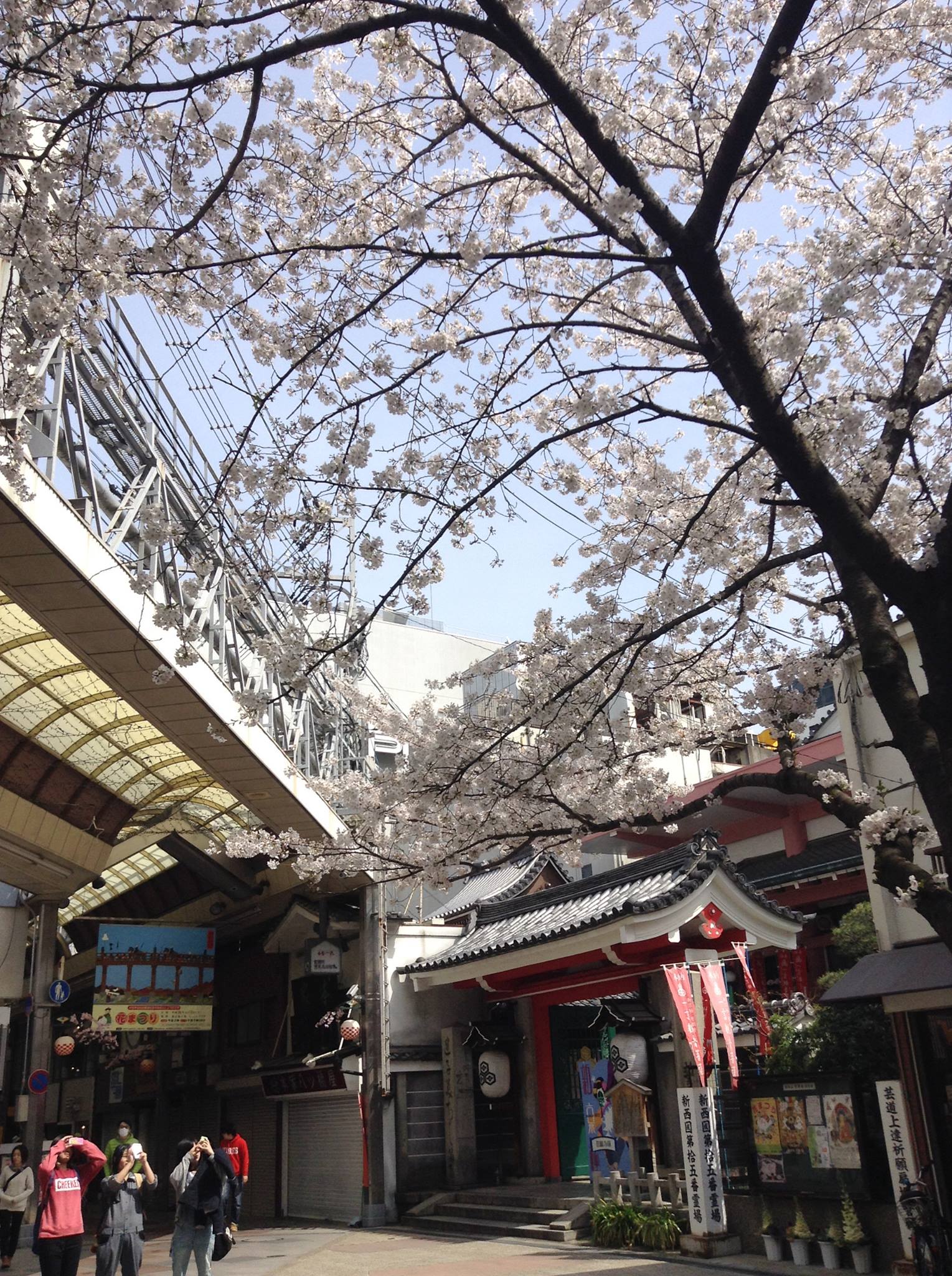 寺町新京極商店街也有美麗櫻花開 fb@shinkyogoku 寺町新京極商店街也有美麗櫻花開 fb@shinkyogoku