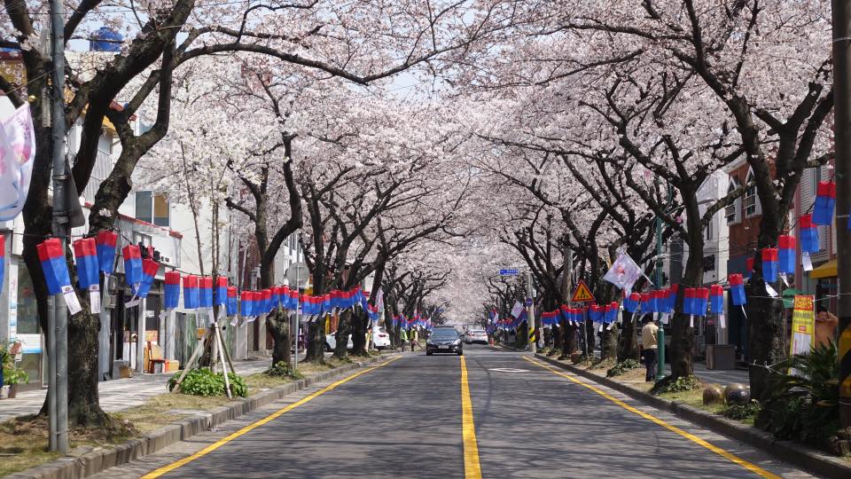 白天的粉紅典農路 來源:fb @visitjeju.ch 白天的粉紅典農路 來源:fb @visitjeju.ch