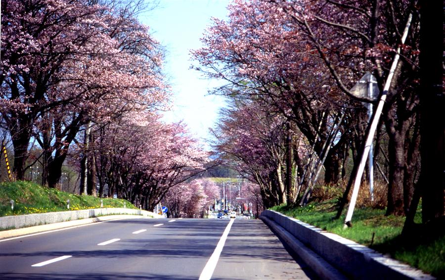 【2019櫻花季】北海道櫻花五月開!札幌賞櫻五天四夜,交通、景點全攻略北海道登別溫泉「櫻花大道」 來源:tc.tabirai.net:
