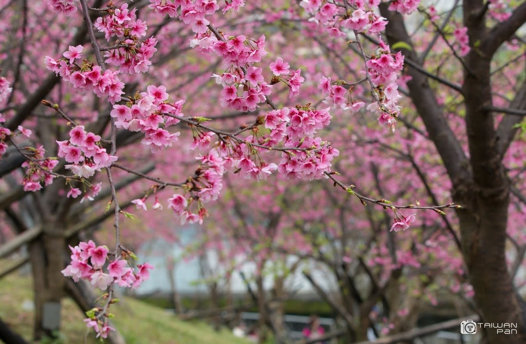 台北櫻花景點:東湖 內溝溪樂活公園,圖片取自台北市觀光傳播局~潘俊霖攝。 台北櫻花景點:東湖 內溝溪樂活公園,圖片取自台北市觀光傳播局~潘俊霖攝。
