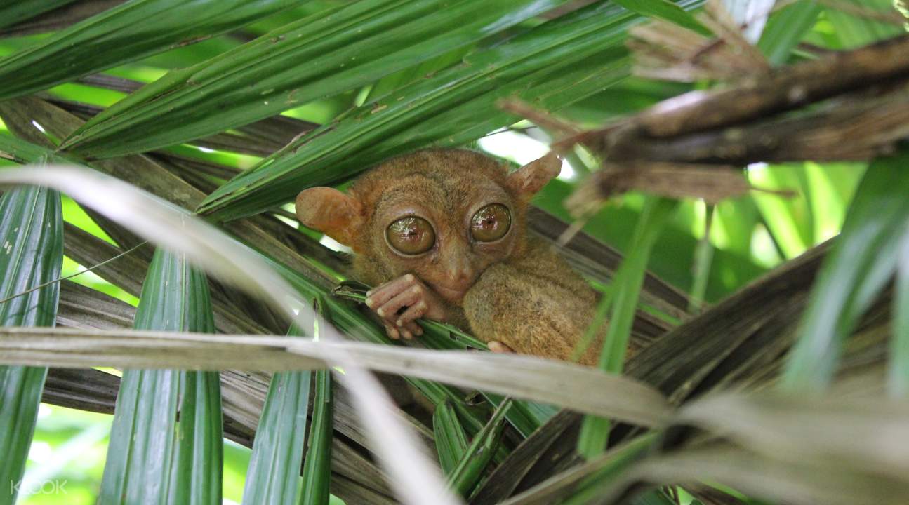 薄荷島邂逅世界上最小的靈長類動物——眼鏡猴