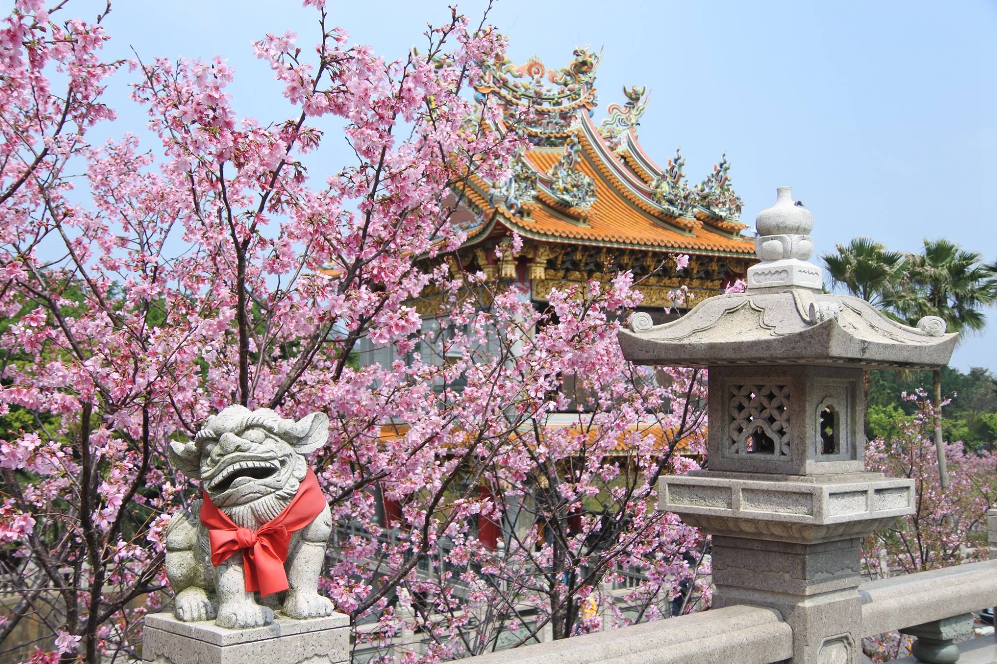 台灣櫻花景點:林口 竹林山觀音寺,圖片取自竹林山寺觀音佛祖巡迴媽FB粉絲團。 台灣櫻花景點:林口 竹林山觀音寺,圖片取自竹林山寺觀音佛祖巡迴媽FB粉絲團。