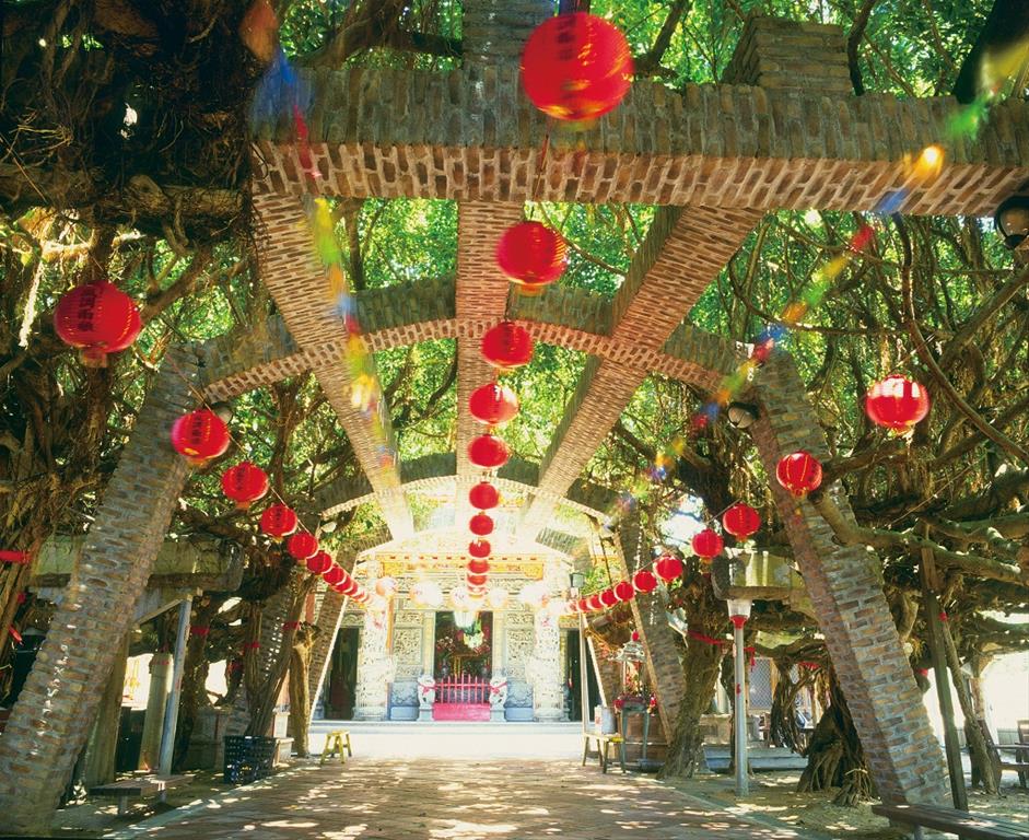 通梁古榕,圖片取自澎湖國家風景區官網。 通梁古榕,圖片取自澎湖國家風景區官網。